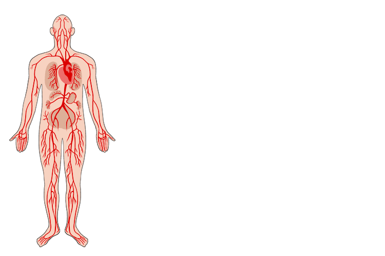 The following is a visual representation of the arterial system of the human body.